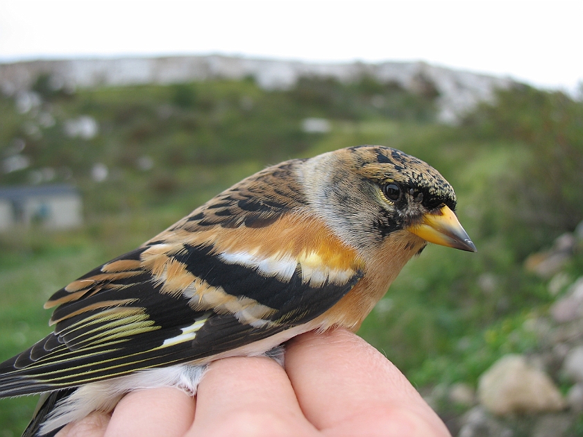 Brambling, Sundre 20070907